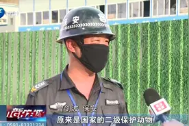 极其罕见！三明明溪发现的这只甲虫，是国家二级保护动物图片