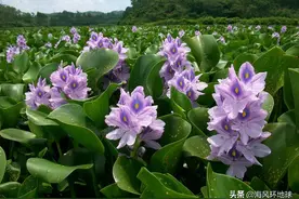 我国水葫芦入侵泛滥，如今怎么消失了？为何被称为最奇葩水草？图片
