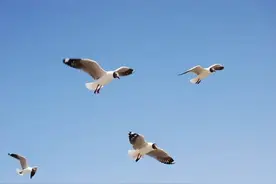 小鸟胃的背后，藏着不可告人的秘密，才可以飞得那么高图片