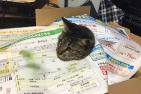 看，这就是猫咪绝望的表情，人间险恶图片