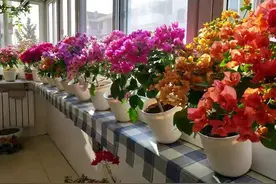 穿越阳台的风景图片