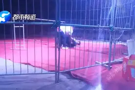 惊险！濮阳一马戏团400斤黑熊失控，演出时突然攻击驯兽师图片
