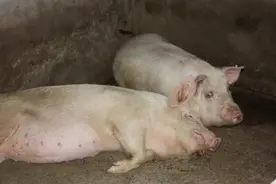 猪突然死亡的原因，猪正常吃食突然死亡，这几点一定要注意图片