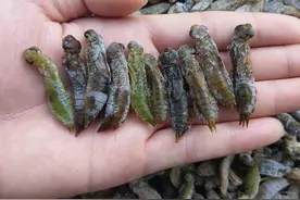 人人都夸蜻蜓是益虫，但其幼虫却是害虫，人称“吃鱼虎”危害极大图片