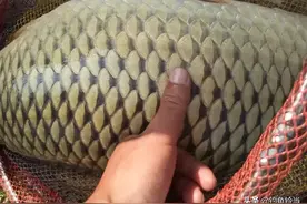 夏季野钓大鲤鱼选位小窍门，学会这4点，轻松钓大鱼不是什么难事图片