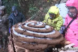 灵山三小伙养出巨大土蜂巢，1.45米长能卖上万元图片