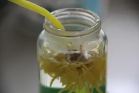 单反相机下的菊花茶！！竟然是这样的！！图片