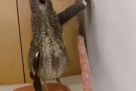 广西一只怪鸟飞入女子家，遇到人驱赶，立即翅膀撑墙炸毛帅气反击图片