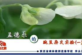 「112」高考生物一轮复习——孟德尔的杂交豌豆实验图片