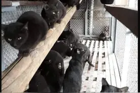 太愚昧！越南人将黑猫熬成糊当新冠解药，手段残忍竟销售火爆图片