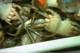 肉蟹煲大量使用过期食材登上热搜！胖哥俩回应：涉事门店已停业整顿图片