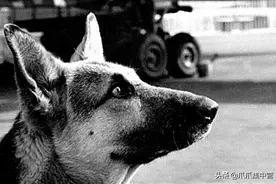 前苏联“忠犬八公”，在机场跑道守候2年，幸好遇到温柔的她图片