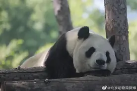 北京动物园“大地叔叔”去世近一个月后，死因公布！网友深情追忆图片