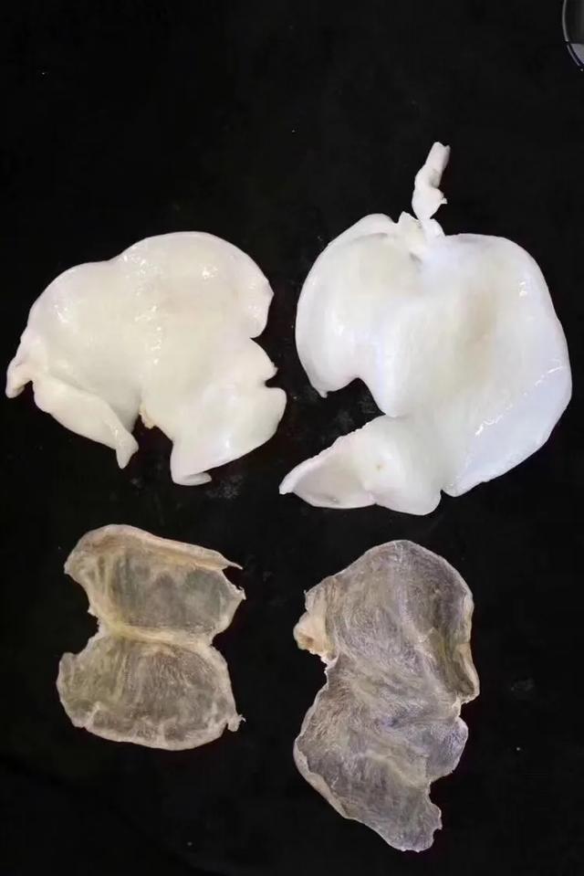 蝴蝶胶怎么泡发 2026年蝴蝶胶怎么泡发快