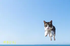 飞起来的小猫咪们！太可爱了图片