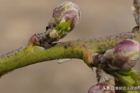 桃园花期就出现的“小”害虫，虽小但为害可不小，什么虫怎办呢图片