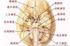 十二对颅神经解剖及损伤后表现图片