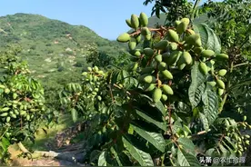 既是水果又入药，饱受长辈称赞，如今却沦为野生，成熟无人摘图片