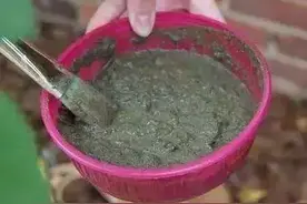 用“酸牛奶”繁殖苔藓，做一个验证实验，结果和你想的不一样图片
