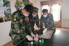 野生动植物保护|大兴安岭林区：救助国家一级重点保护动物黑嘴松鸡图片
