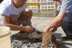 四川一狗子围观主人杀鸭，突然被主人吓尿，网友：差点把自己送走图片