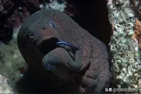 世界上危险的鱼类，第一名却是人们的最爱图片