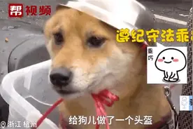 大爷骑车给狗子戴不锈钢饭盆自制头盔走红网络图片