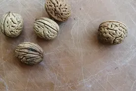 捡的桃核废物利用图片