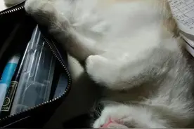 不是吧不是吧？猫咪也爱吃醋？图片