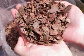 养花土不用买，3种料放在花盆下，就是花卉万能土，养啥旺啥图片