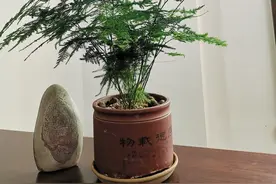 家里的文竹总是“抽条”和“徒长”？三种方法巧妙解决图片