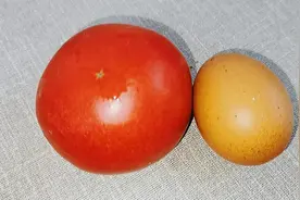 西红柿加鸡蛋，做成减脂餐，低脂低热量，减肥首选主食图片