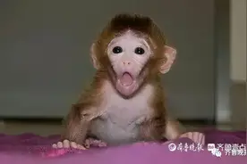 包着尿不湿喝奶的​小猕猴来到济南 ,不到一个月被埋树下…7人获刑！图片