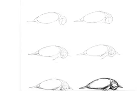 50个海洋生物画法图片