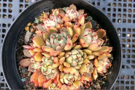 多肉长了花苞怎么办？砍掉就完了图片
