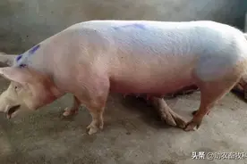 猪场10种常见疾病的症状以及用药防治方案图片