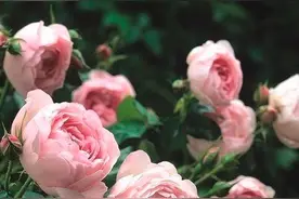 玫瑰的生命图片