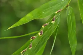 “竹子开花，马上搬家”，竹子开花真的是不祥征兆吗？图片