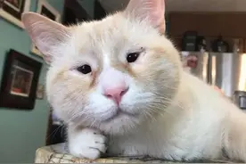 猫咪都有大眼睛？眯眯眼猫咪你见过没！网红猫咪神似李荣浩太可爱图片