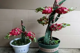 这4种水果，别丢核，埋到院子，7天发芽，3年结果，有口福了图片