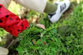 终于知道荠菜的正确保存方法，简单3步，随吃随取，和新鲜的一样图片