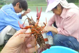 8月份怎么培育小龙虾种虾？为什么要选在8月份？图片
