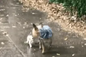 那些猫狗双全的人，后面都怎么样了？图片