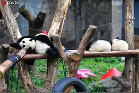 大熊猫四胞胎排排坐“喝奶”图片