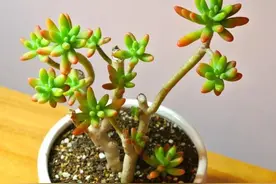 此款多肉为普货品种，日常做到"3狠心"，叶片红艳艳贼漂亮图片