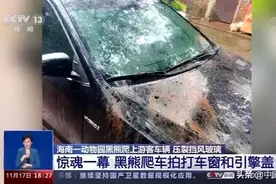 惊魂一幕！动物园黑熊爬上游客车辆，压裂挡风玻璃图片