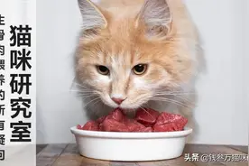 最近鹌鹑便宜了，推荐大家做生骨肉鹌鹑猫饭，更容易，营养更全面图片
