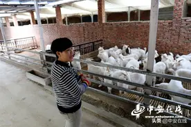 政府"福利"贷 脱贫"喜羊羊" 萧县脱贫户孙玉香的致富路图片