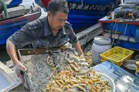 休渔期结束，渤海里这5种小海鲜，价钱便宜滋味足，别忘买来尝鲜图片