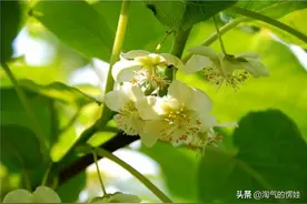 猕猴桃采摘雄花粉记住这些，那么你距离丰收就不远了。图片